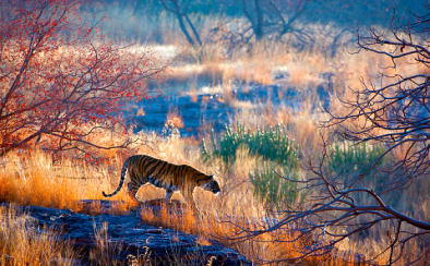Wild Life